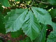 Image result for Swamp White Oak Tree