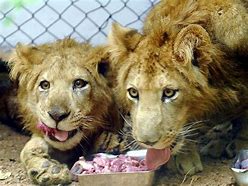 Image result for Kerala Zoo