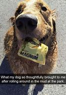 Image result for Doggo General Meme