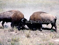 Image result for Buffalo Bison Fighting