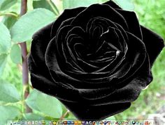 Image result for Black Rose Bushes