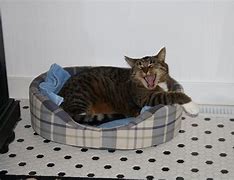 Image result for Cat Spa