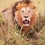 Image result for Male Lion Roar