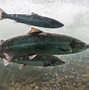 Image result for Salmon Tackle