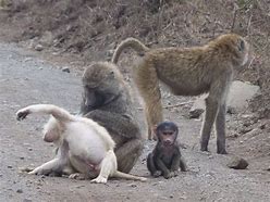 Image result for Albino Baboon