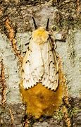 Image result for Gypsy Moth Invasive Species