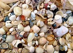 Image result for Picture of Beach Sand and Sea Shells