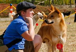 Image result for Jindo Dog Island