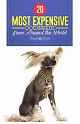 Image result for Most Expensive Dog