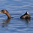 Image result for Grebe Florida