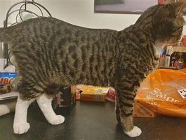 Image result for Half Bengal Cat