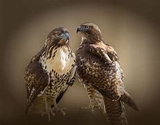 Image result for Two Kestrel Hawks