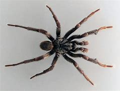 Image result for Pale Trapdoor Spider