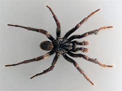 Image result for Trapdoor Spider Poisonous