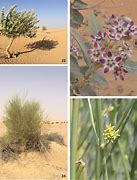 Image result for UAE Desert Plants