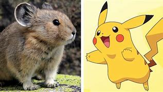 Image result for Real Life Pikachu Animal