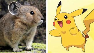 Image result for Pikachu Real Life Rabbits