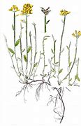 Image result for Genista Sagittalis