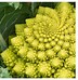 Image result for fractal shape nature