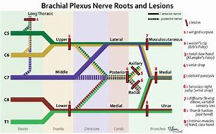 Image result for Upper Extremity Innervation Chart