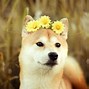 Image result for Renagade Doge