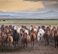 Image result for Horse Tepe