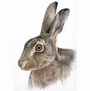 Image result for Hare Portrait