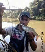 Image result for Ikan Jahan Kecik