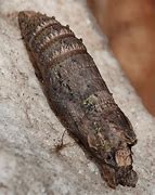 Image result for Pupa of Swallotail