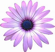 Image result for Flower Image Clip Art Light Purple