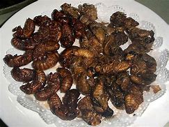 Image result for Edible Bugs Eco