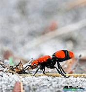 Image result for Red Velvet Ant