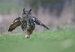 Image result for Owl Run