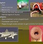 Image result for Subphylum of Chordata