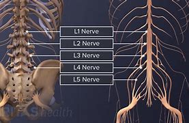 Image result for Spinal Nerves Lumbar Spine