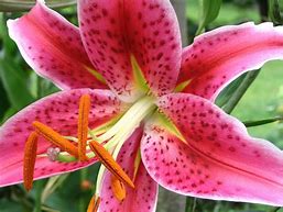 Image result for Stargazer Lily