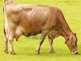 Image result for Brow Swiss Cow