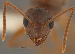 Image result for Ant Medication