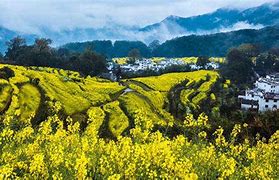 Image result for Wuyuan County Attractions