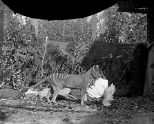 Image result for Thylacine