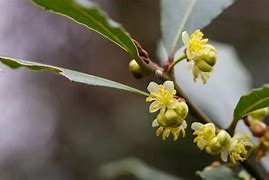 Image result for Laurus Species