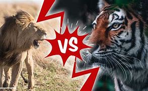 Image result for Tiger Fighting Lion