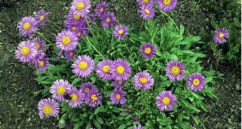 Image result for aster garden care