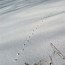 Image result for Muskrat Snow