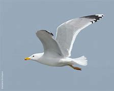 Image result for Caspian Gull