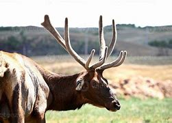 Image result for Real Elk Antlers