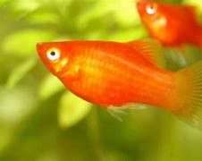 Image result for Freshwater Platy Fish