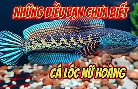 Image result for Cá Lóc Mắt Đỏ