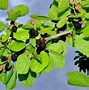 Image result for Michigan BlackBerry Trees