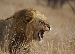 Image result for Dangerous African Animals